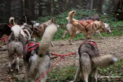 Huskykart Jura-escapades - Photo 4