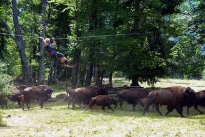 Forest Jump - Photo 2