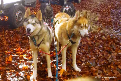 Huskykart Jura-escapades - Photo 2