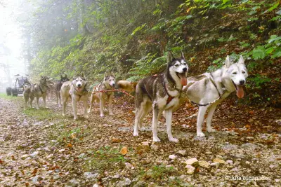 Huskykart Jura-escapades - Photo 4