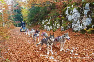 Huskykart Jura-escapades - Photo 5