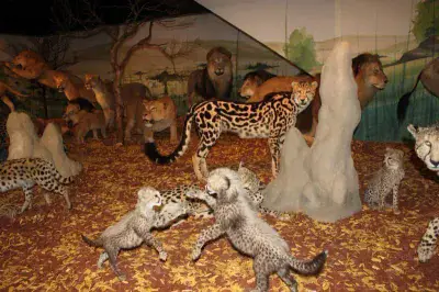 Galerie Arche de Noé - Photo 2