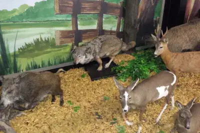 Galerie Arche de Noé - Photo 5