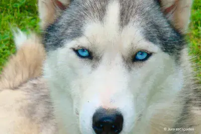 Huskysafari Jura-escapades