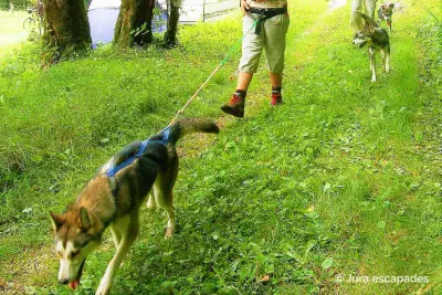 Huskysafari Jura-escapades - Photo 3